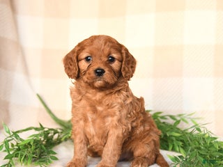 Cavapoo dogs Charlie - Ad 29