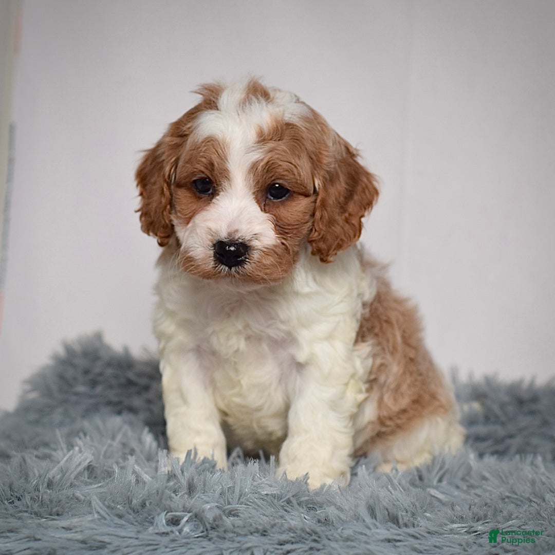 Cavapoo dogs for sale: Mr. Luigi - Ad 3