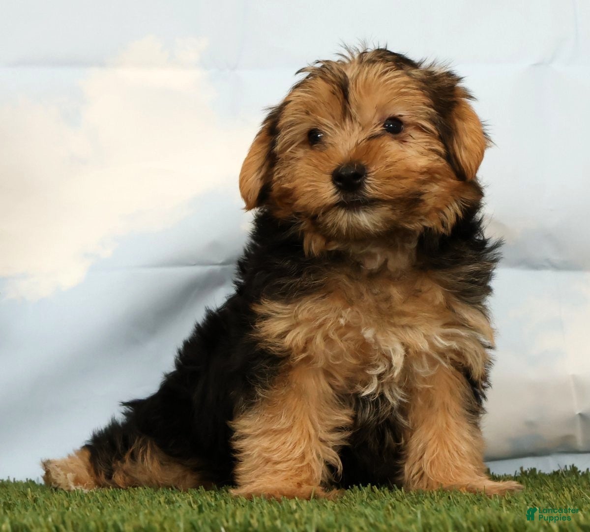Yorkshire Terrier dogs Liam - Ad 2