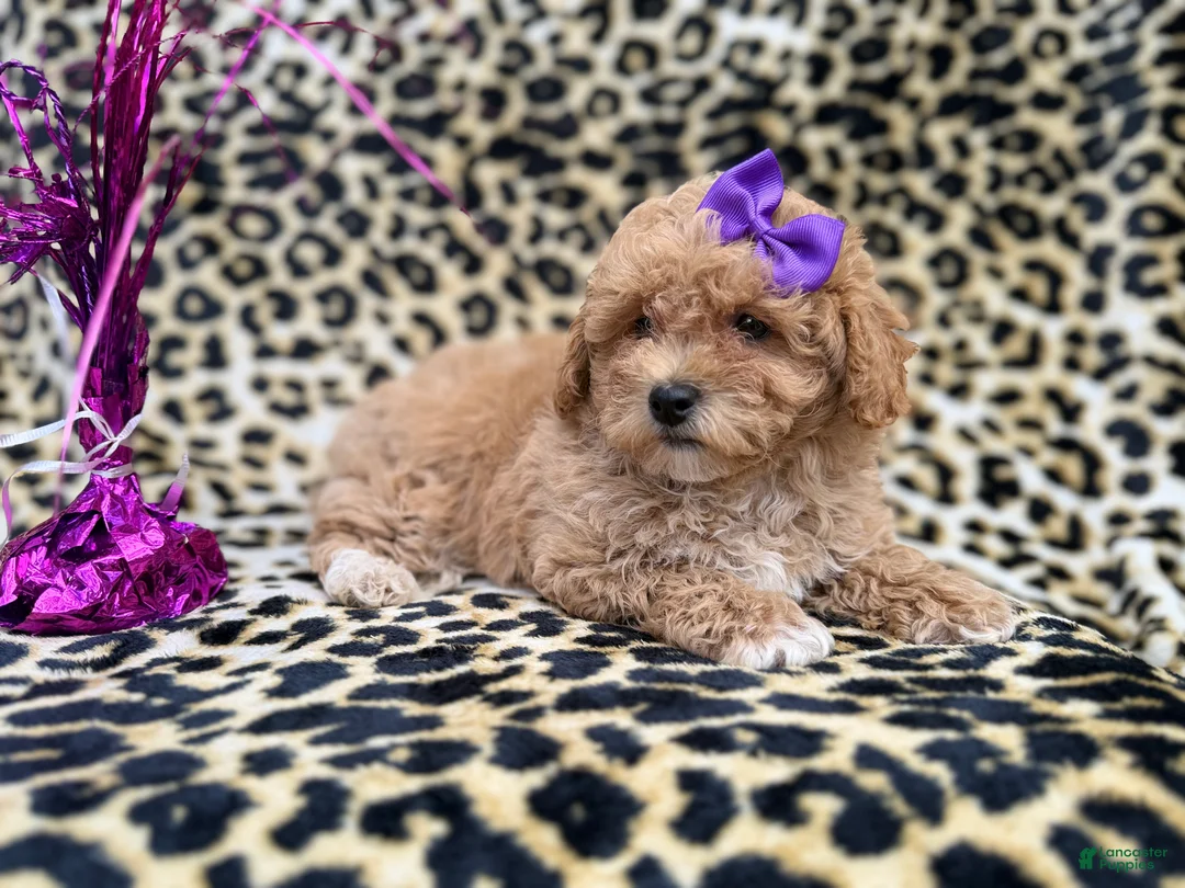 Bichpoo dogs for sale: Roxy - Ad 5