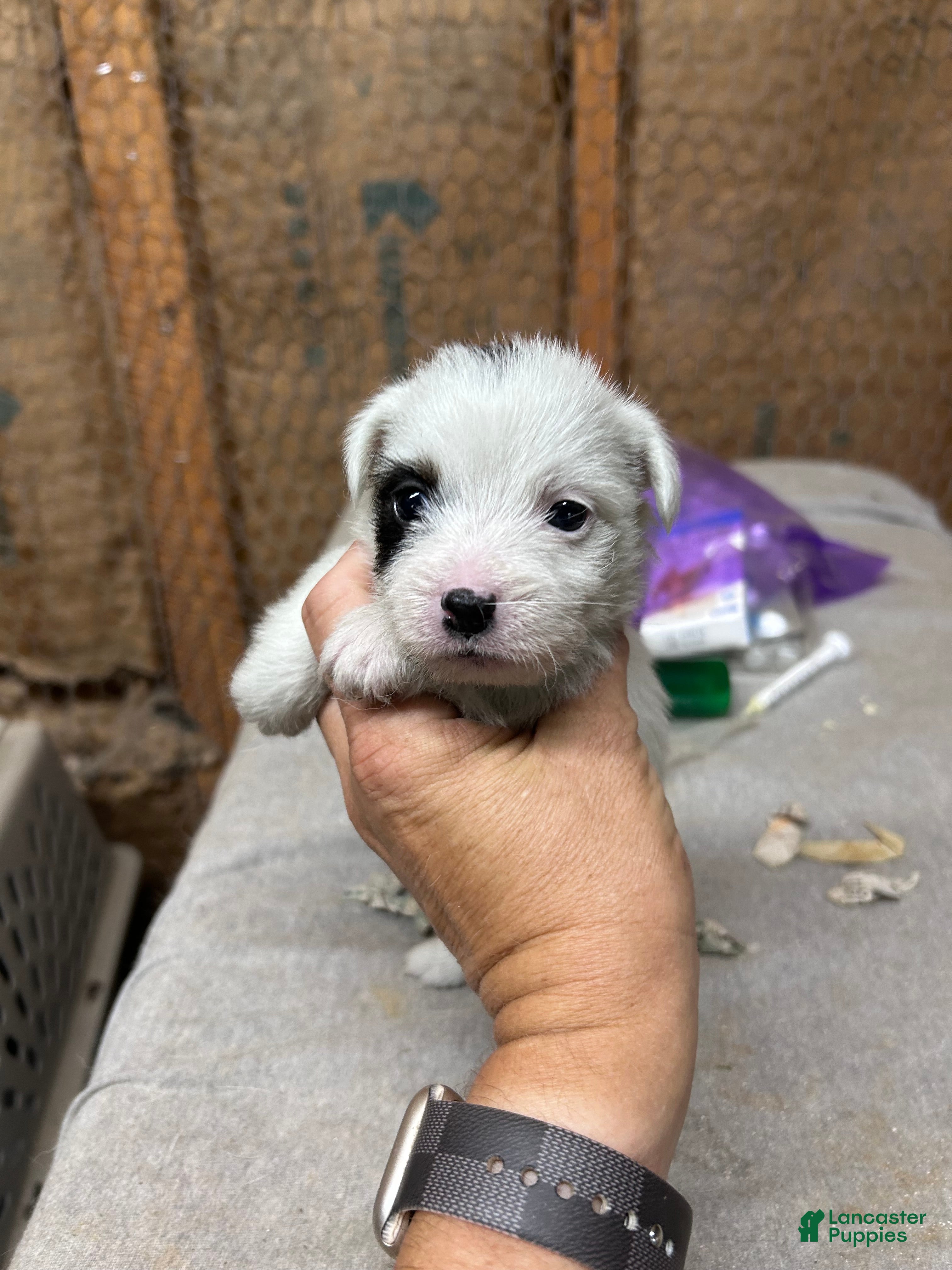 Jack Russell Terrier dogs Girl 1 - Ad 1