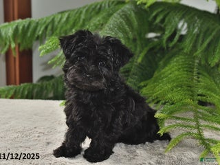Yorkiepoo dogs Pepsi - Ad 33