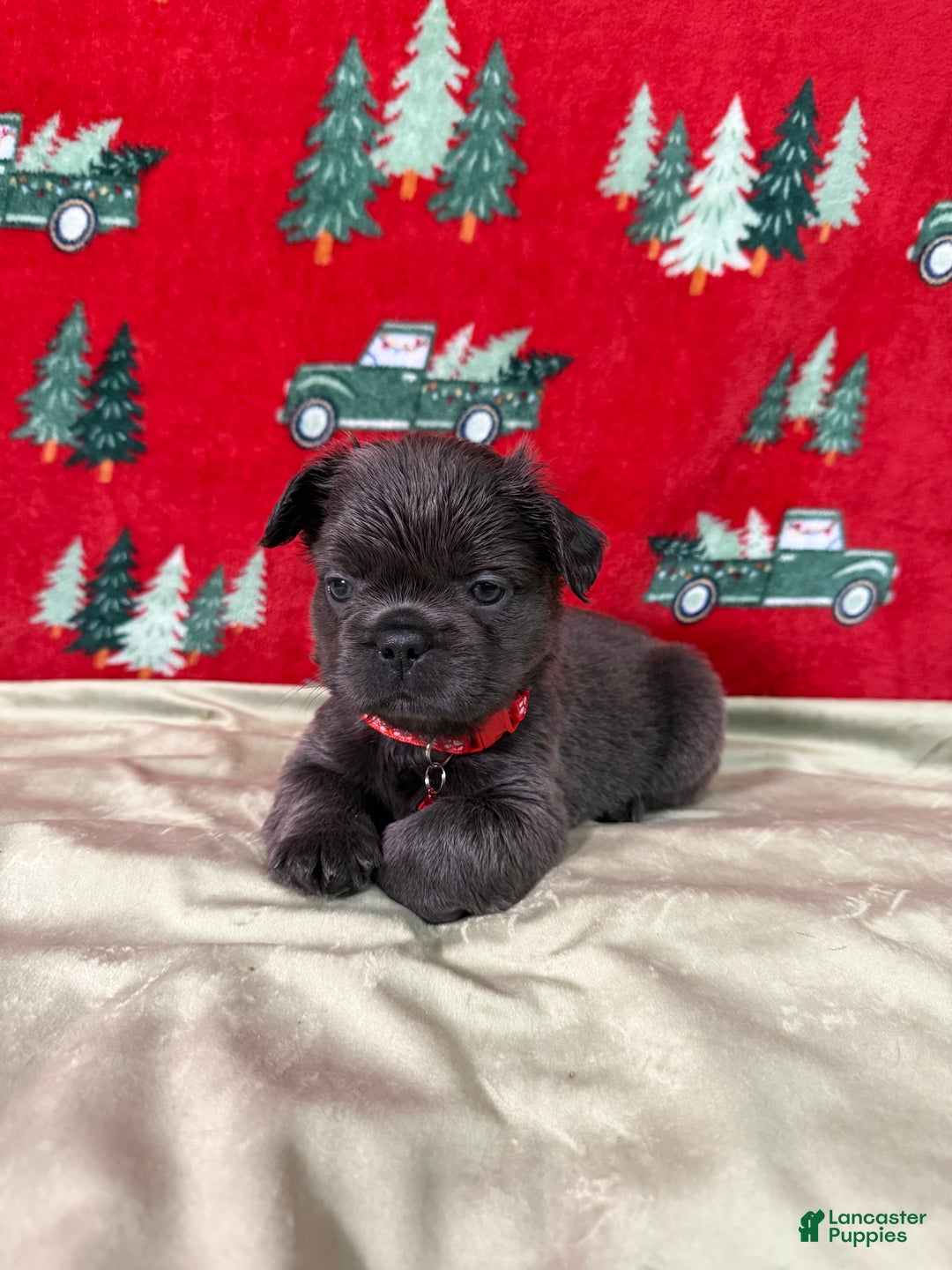 French Bulldog dogs for sale: ❤️ Rudolph - Ad 8