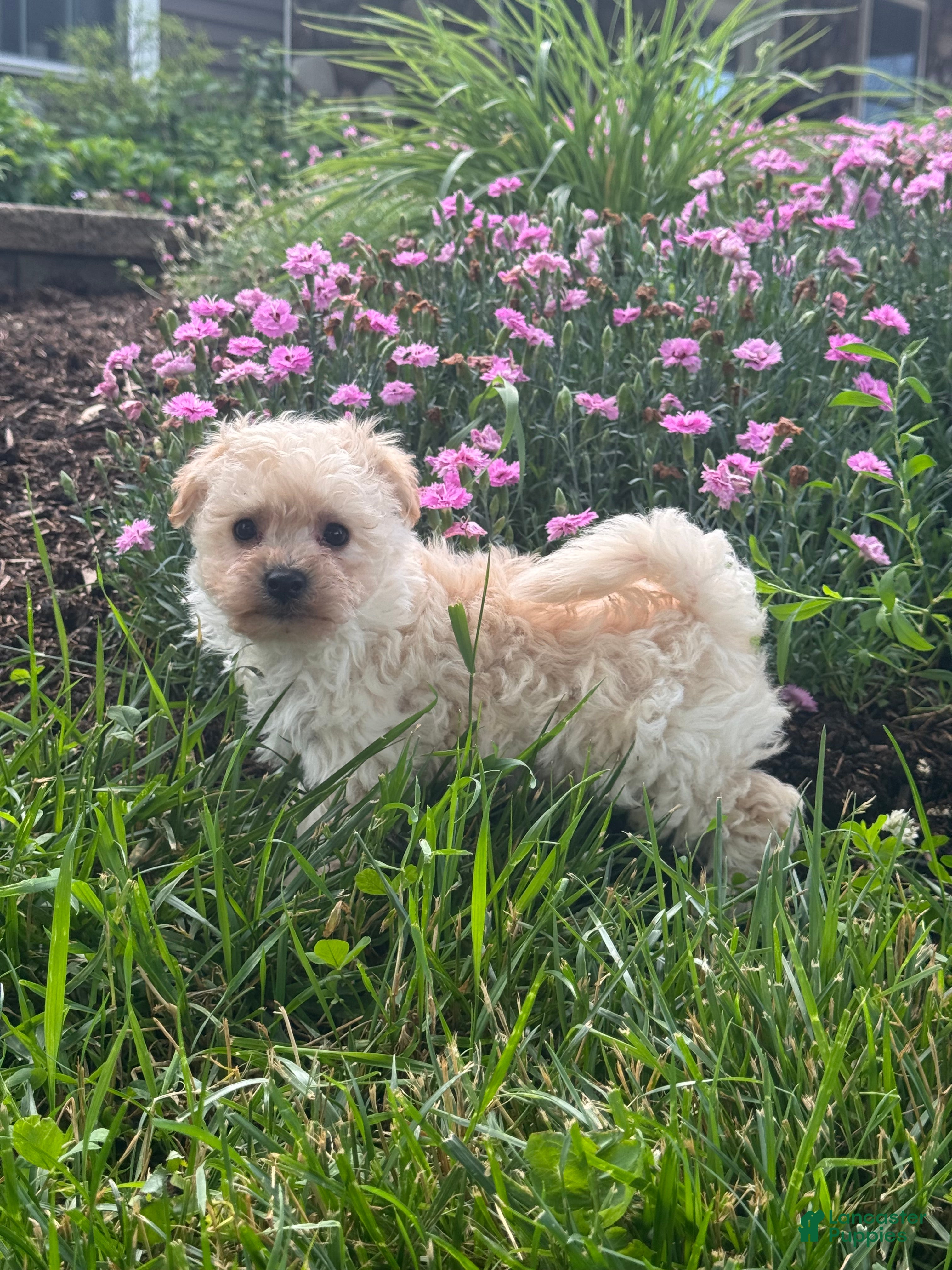 Bichpoo dogs Blaze  - Ad 34