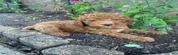 Miniature Poodle dogs for sale: Sadie - Ad 4