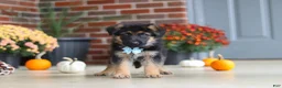 German Shepherd dogs for sale: Miles - Ad 7