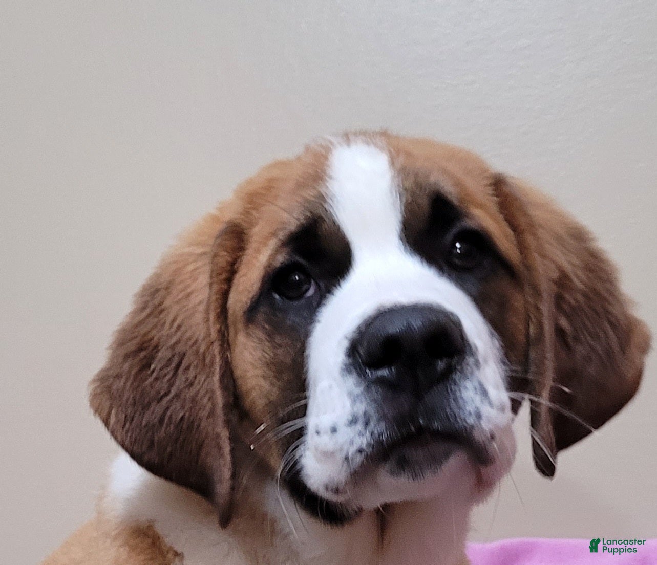 Saint Bernard dogs Maggie - Ad 1