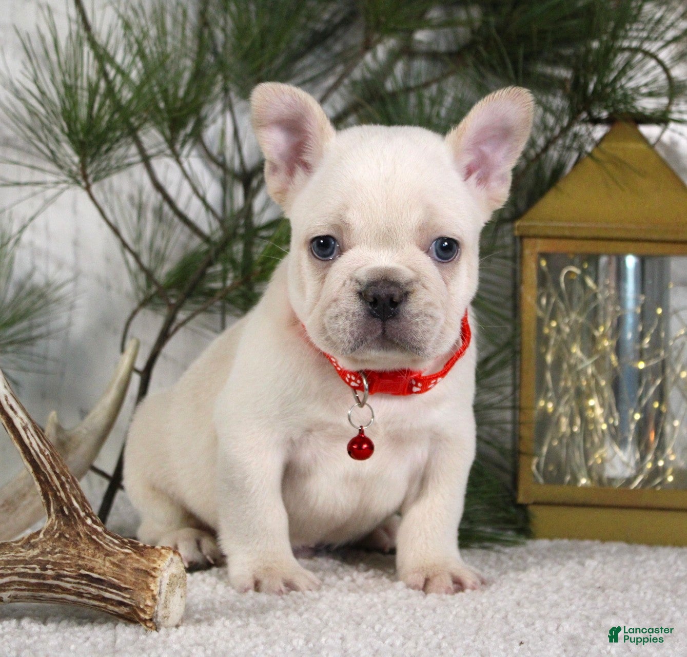 French Bulldog dogs Polar - Ad 1