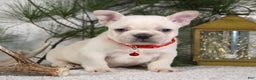 French Bulldog dogs for sale: Polar - Ad 1