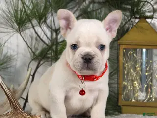 French Bulldog dogs Polar - Ad 20