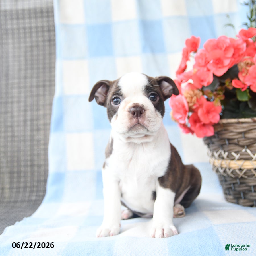 Boston Terrier dogs Ginny - Ad 2