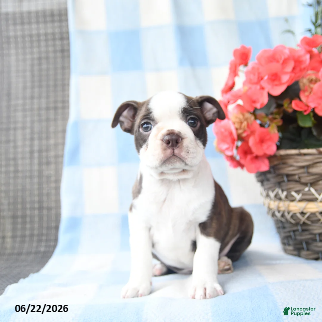 Boston Terrier dogs for sale: Ginny - Ad 2