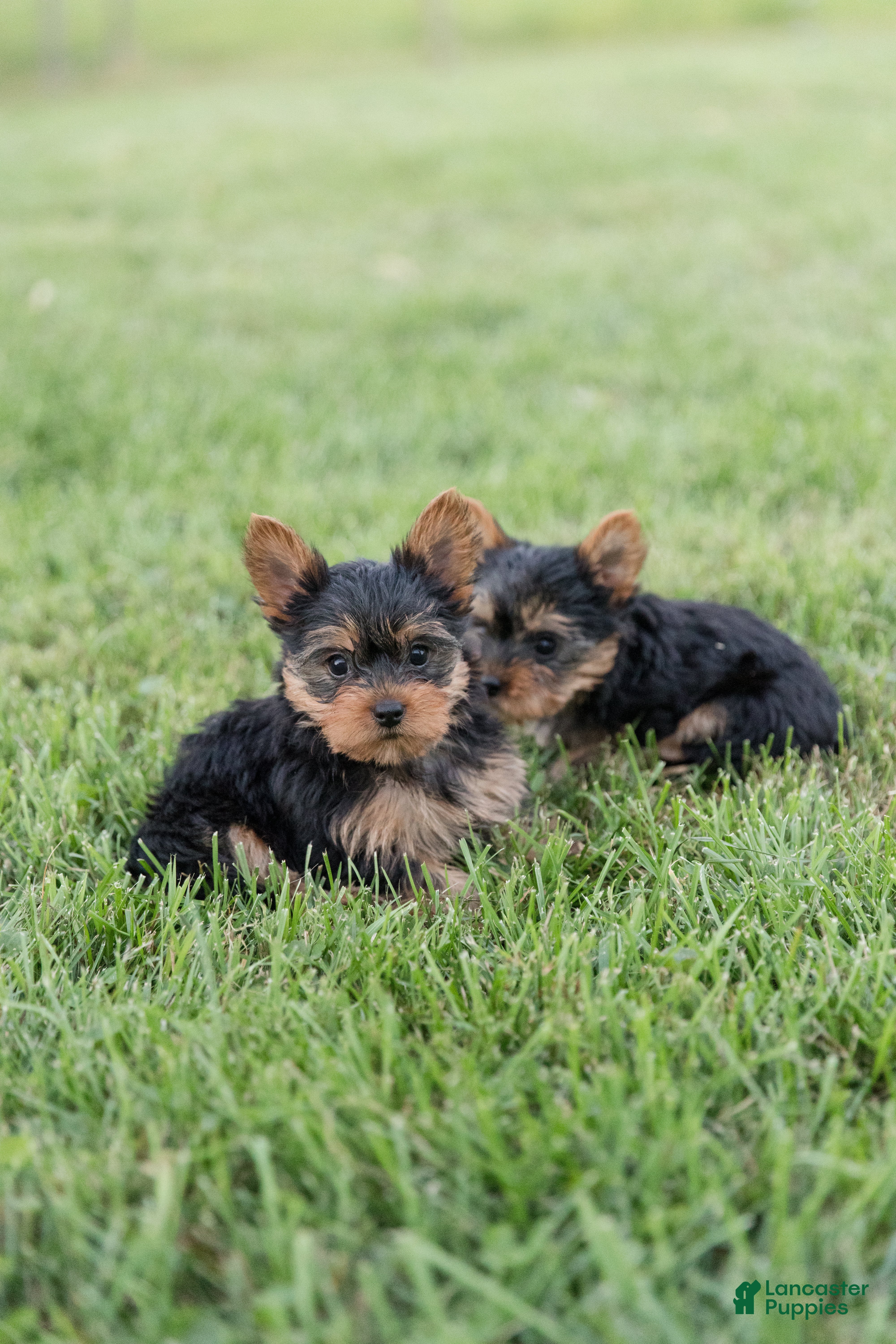Yorkshire Terrier dogs Rusty - Ad 2