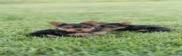 Yorkshire Terrier dogs for sale: Rusty - Ad 2