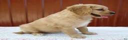 Miniature Golden Retriever dogs for sale: Ginger - Ad 4