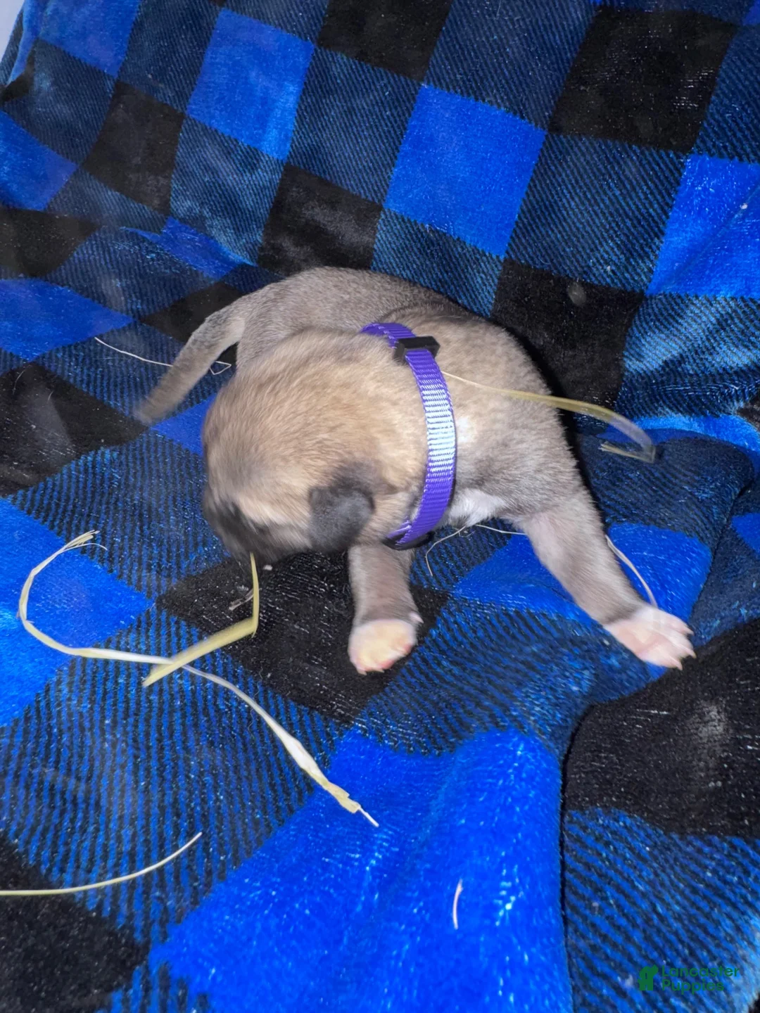 Mixed Breed dogs for sale: Anatolian/ Kangal- Purple - Ad 2