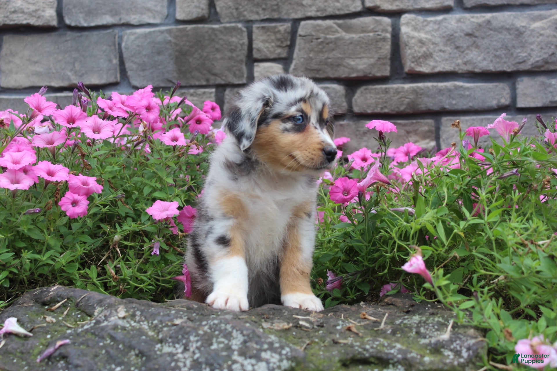 Australian Shepherd dogs Pebbles - Ad 2