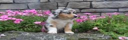 Australian Shepherd dogs for sale: Pebbles - Ad 2
