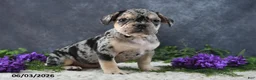 French Bulldog dogs for sale: Jordan - Ad 4