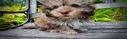 Havapoo dogs for sale: Fancy - Ad 9