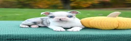 Boston Terrier dogs for sale: Nate - Ad 4