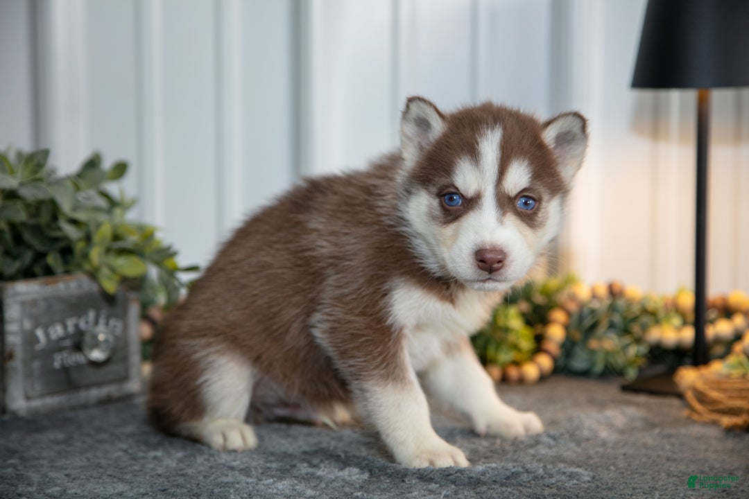 Siberian Husky dogs for sale: Thorn - Ad 2