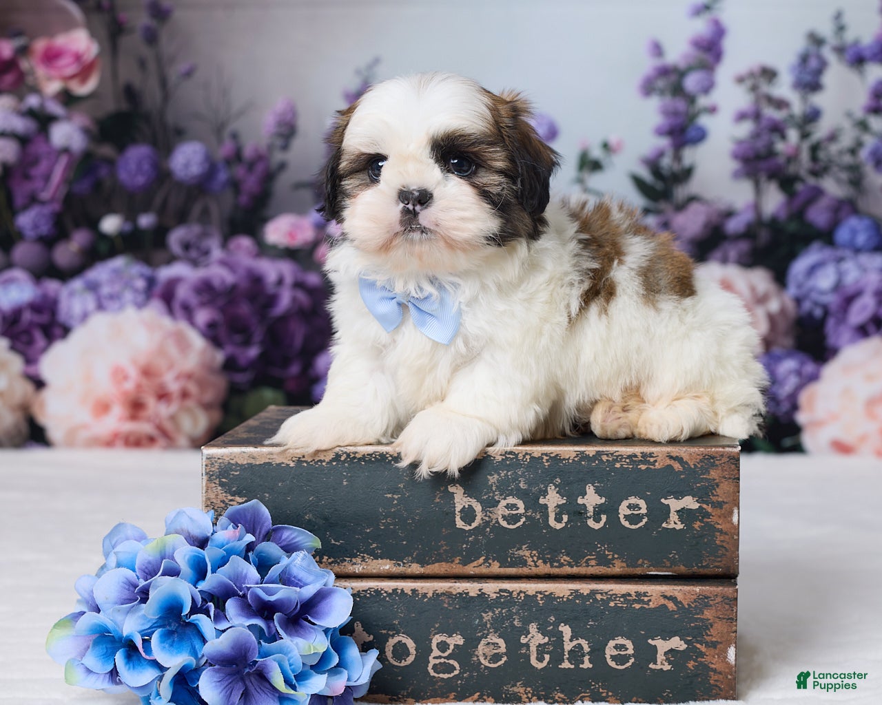 Shih Tzu dogs Rally - Ad 1