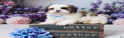 Shih Tzu dogs for sale: Rally - Ad 1