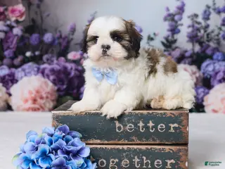 Shih Tzu dogs for sale: Rally - Ad 3