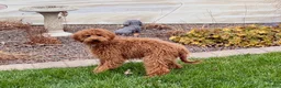 Cavapoo dogs for sale: Kaylee - Ad 6