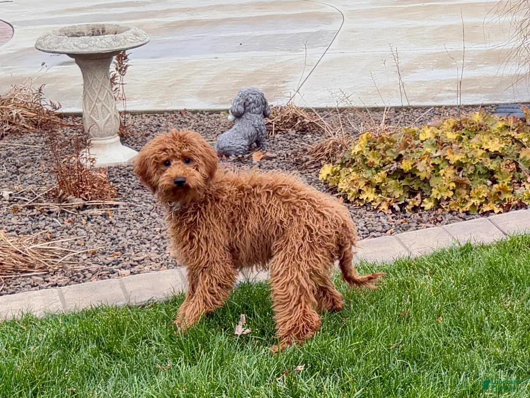 Cavapoo dogs for sale: Kaylee - Ad 6