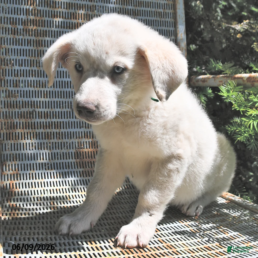 Great Pyrenees dogs for sale: Lady - Ad 3