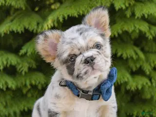 French Bulldog dogs Tucker - Ad 27