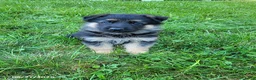 German Shepherd dogs for sale: Lizzy - Ad 8
