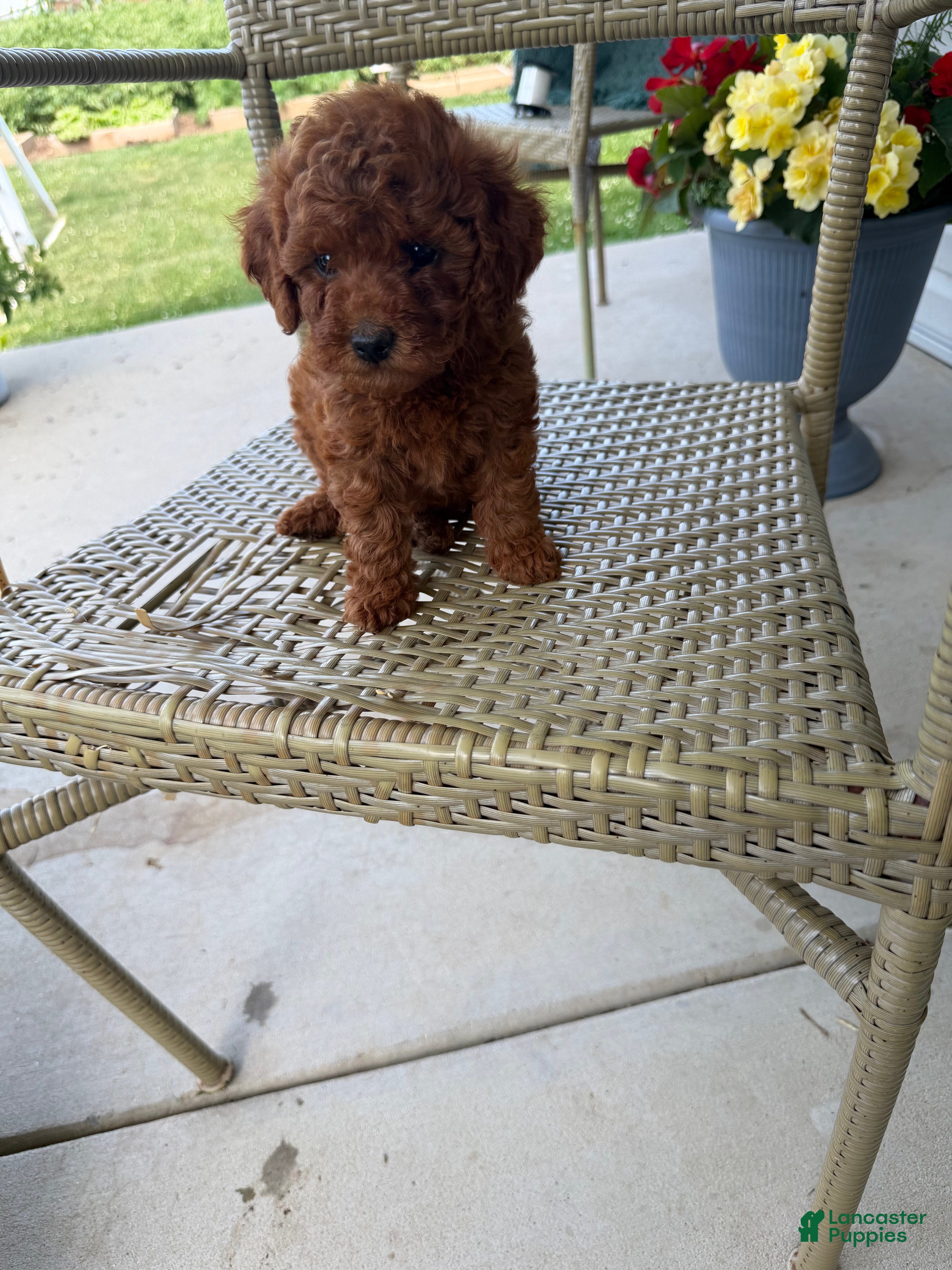 Toy Poodle dogs Toy Poodle 3 - Ad 6
