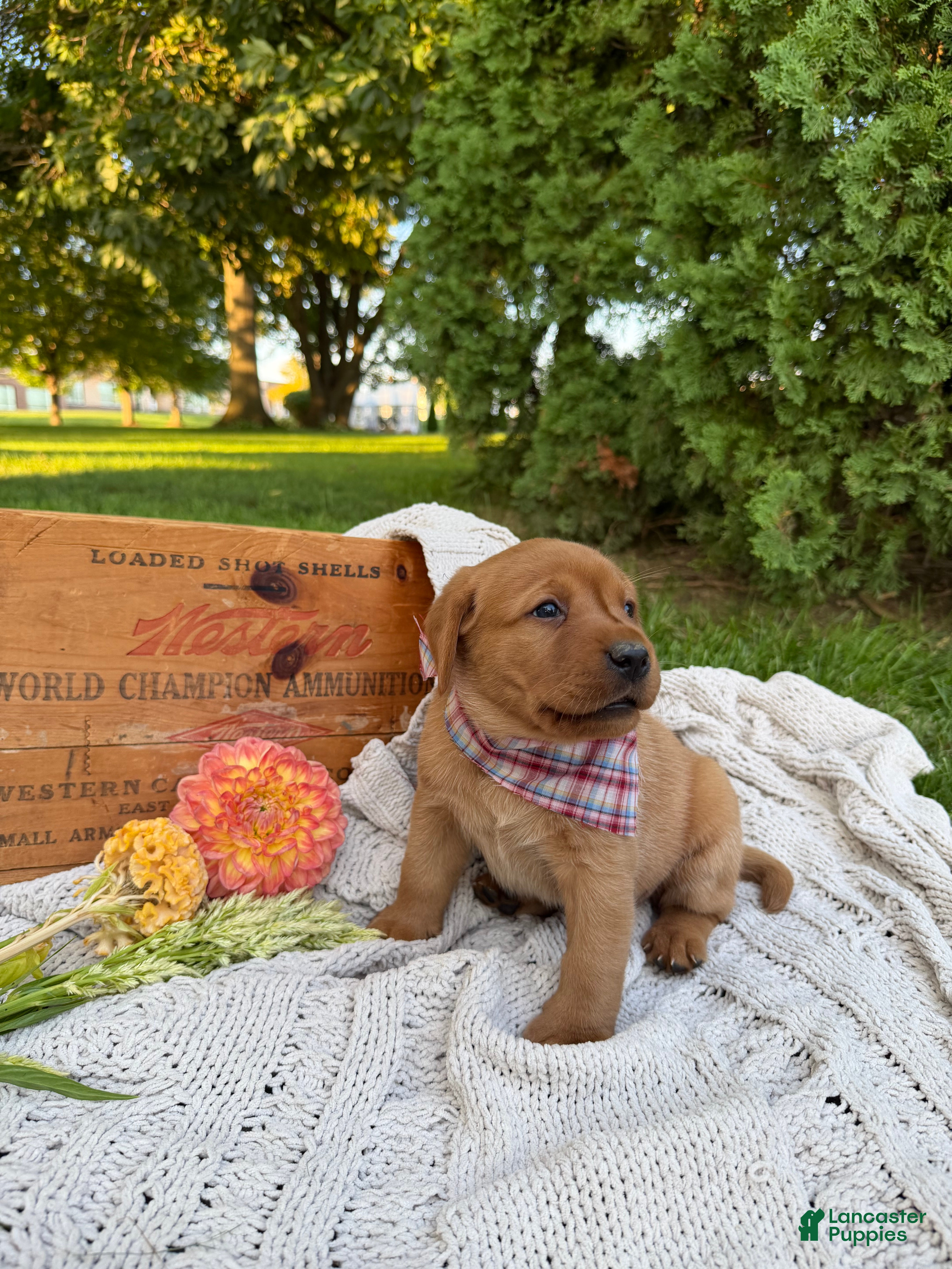 Labrador Retriever dogs Meadow - Ad 2