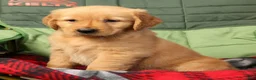 Golden Retriever dogs for sale: Juniper - Ad 7