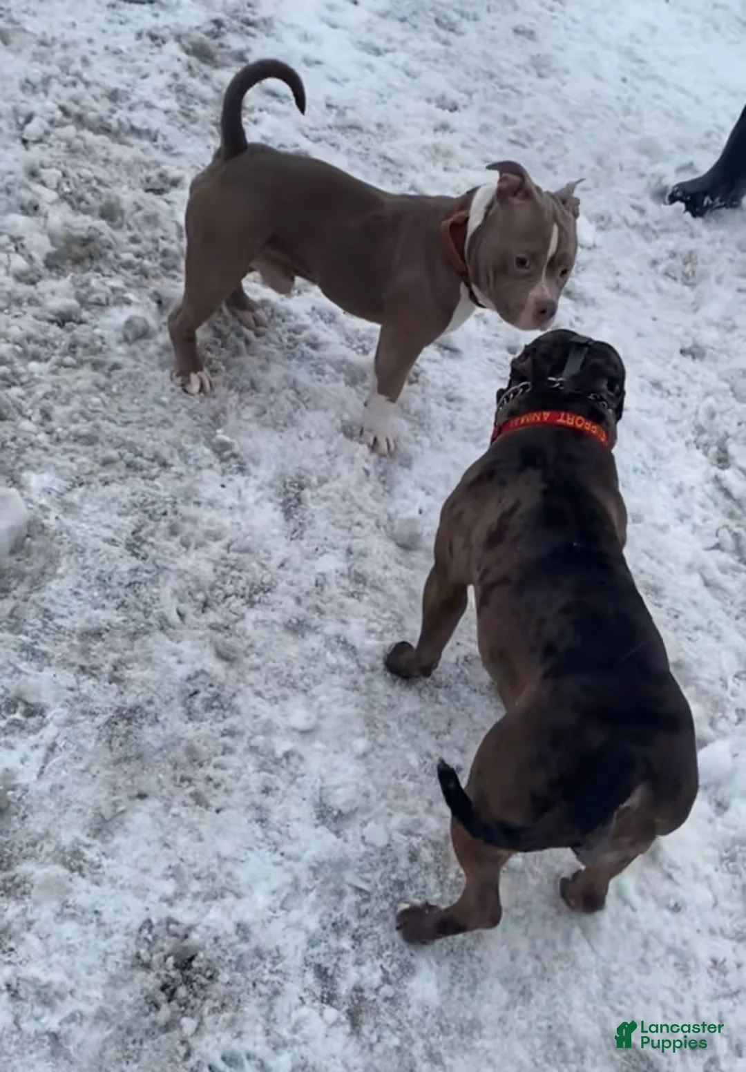 American Bully dogs for sale: American Bully Puppies - Ad 2