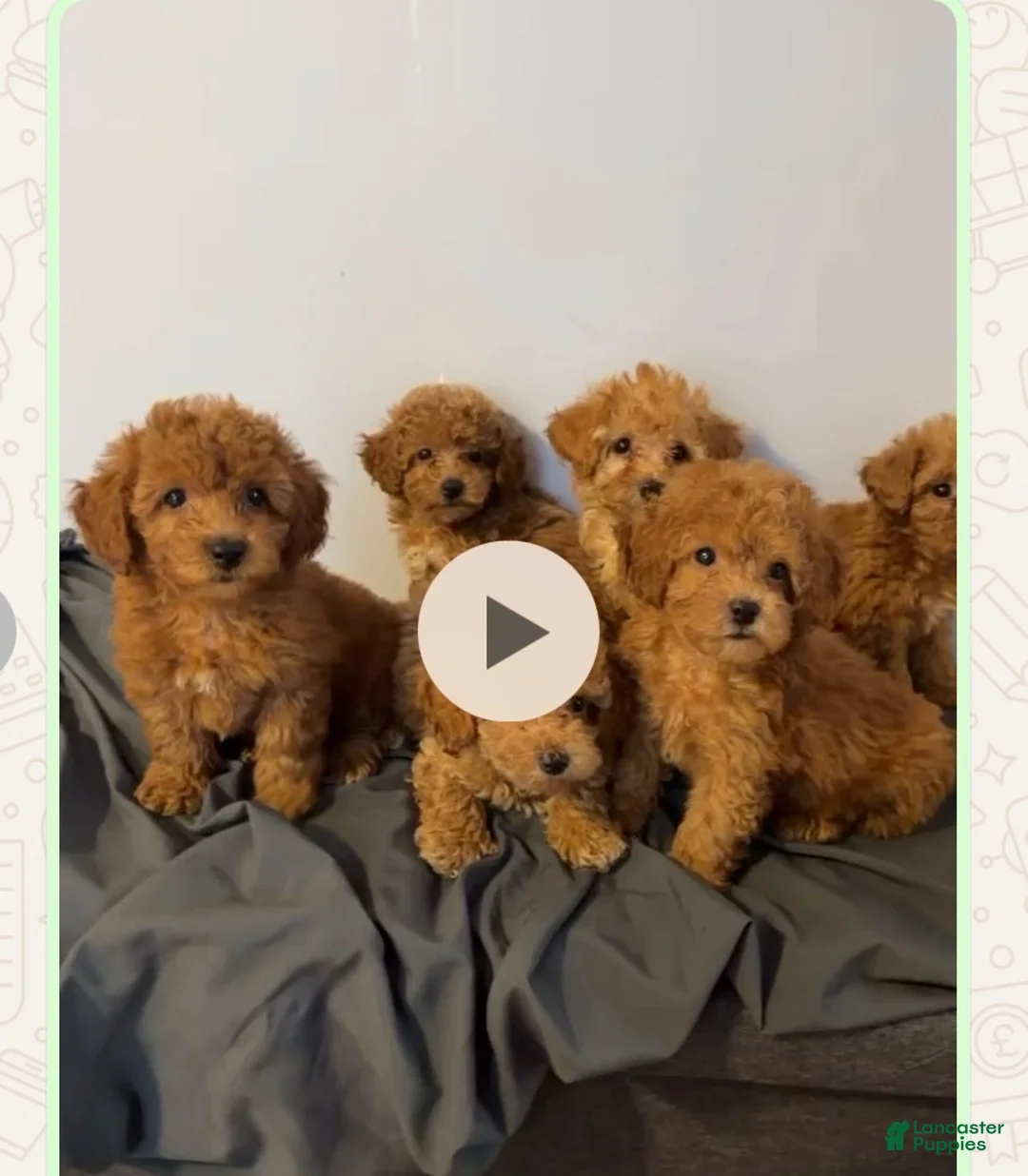 Toy Poodle dogs for sale: Toy Poodle 4 - Ad 2