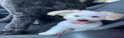 Maltese dogs for sale: Maltese Puppy 3 - Ad 2