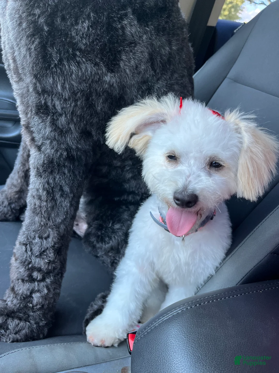 Maltese dogs for sale: Maltese Puppy 3 - Ad 2