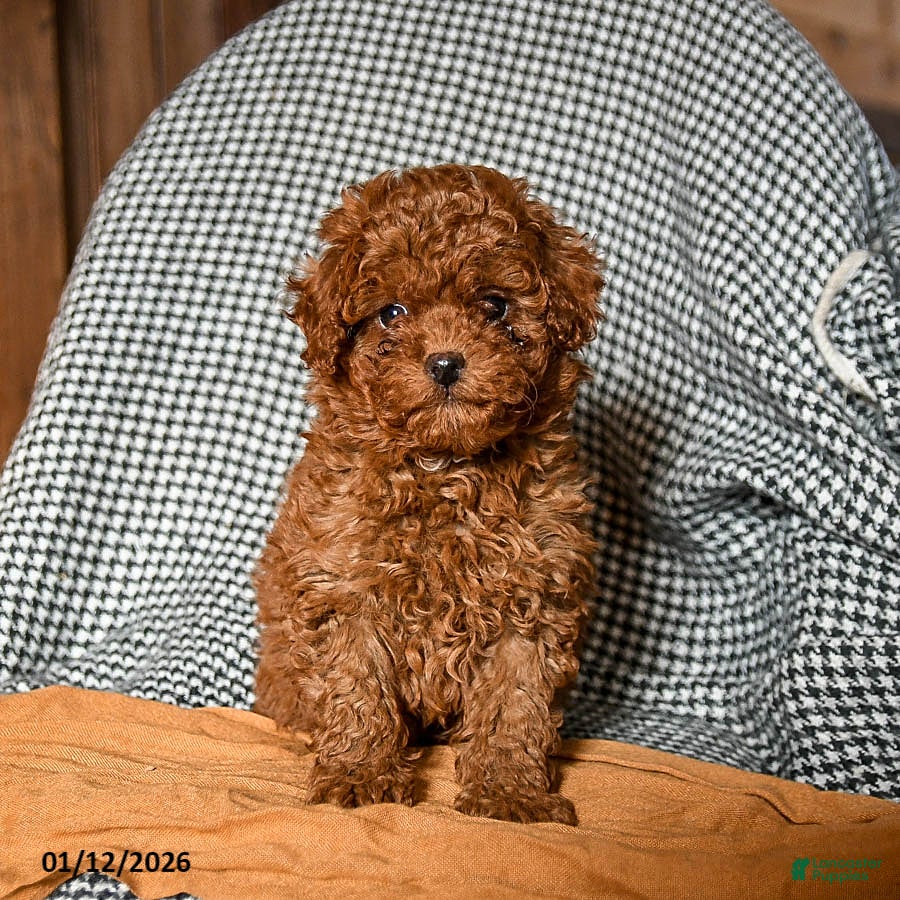 Cavapoo dogs Cash - Ad 10