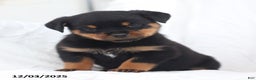 Rottweiler dogs for sale: Kinza - Ad 1