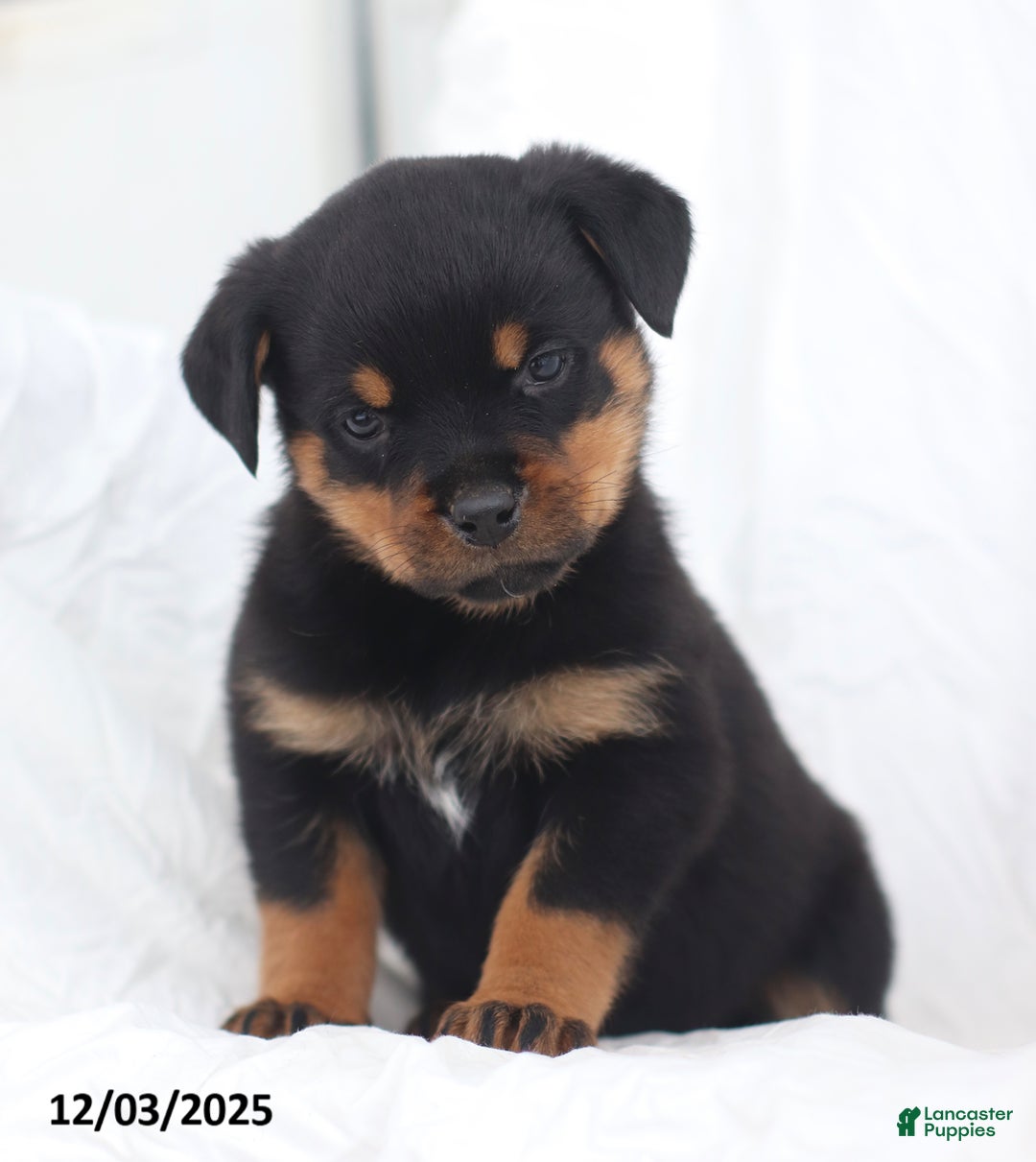 Rottweiler dogs for sale: Kinza - Ad 1