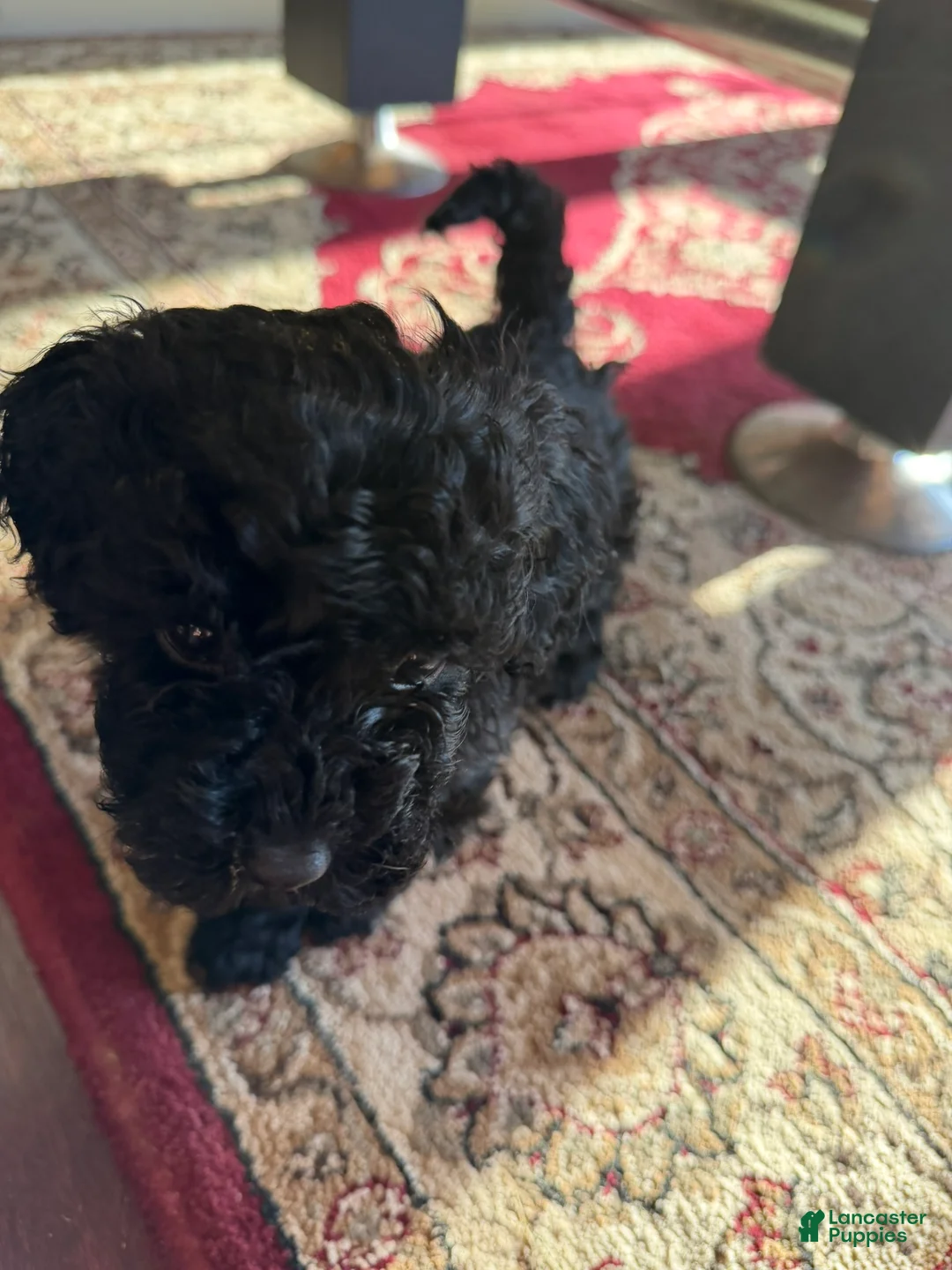 Aussiedoodle dogs for sale: Teddy - Ad 2