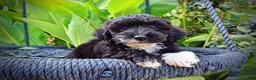 Havapoo dogs for sale: Kudos - Ad 2