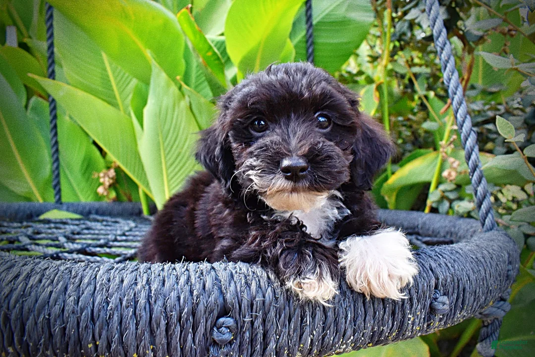 Havapoo dogs for sale: Kudos - Ad 2