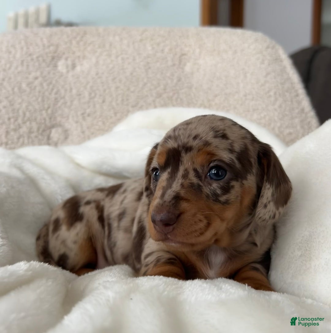 Miniature Dachshund dogs for sale: Roxy - Ad 8