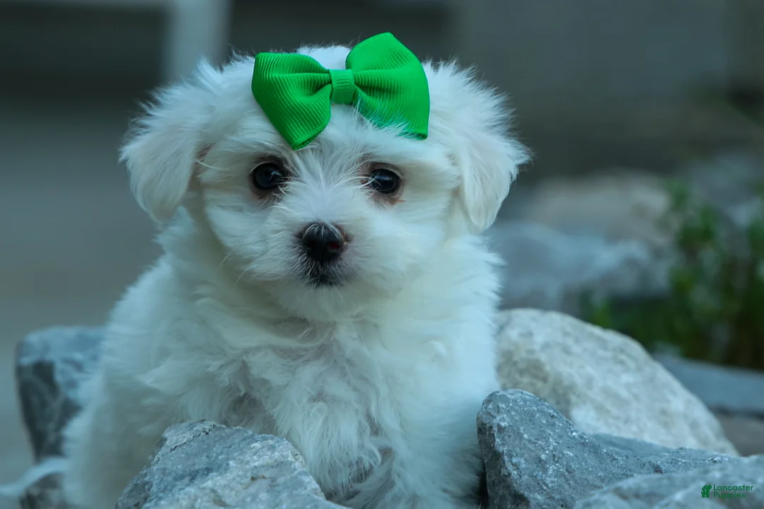 Maltese dogs for sale: PACO - Ad 2