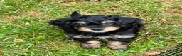 Mini Bernedoodle dogs for sale: Finnick - Ad 3